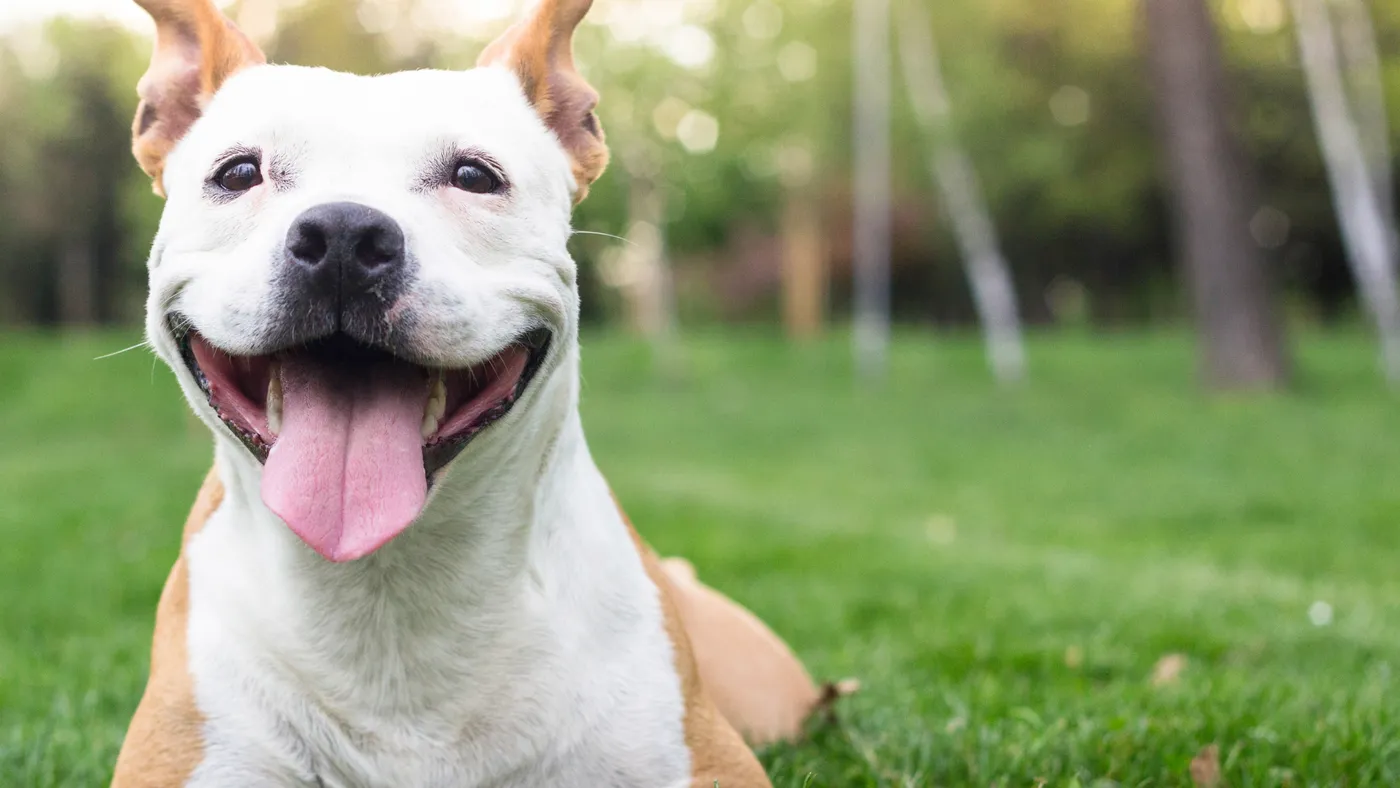 A smiling white dog lying on green grass